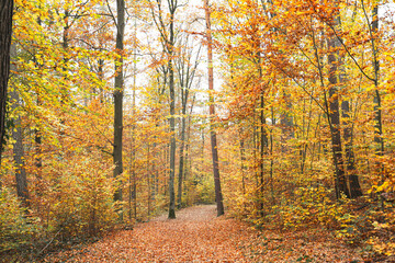 Obraz premium Herbst in Erlangen