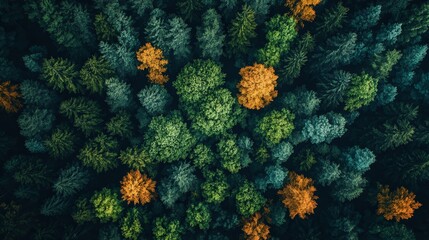 Obraz premium Aerial View of Vibrant Forest Landscape