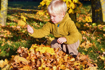 Little boy playing with yellow maple leaves in autumn park on golden hour