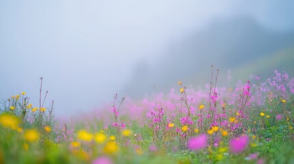 A field of colorful wildflowers with a misty background.