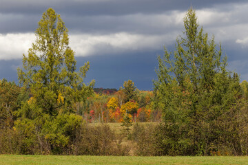 Fototapeta premium Autumn colors
