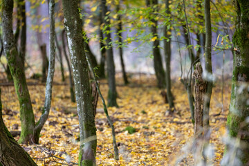 Herbst in Erlangen
