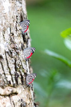 Three 88 butterflies (Diaethria anna, also known as Anna's eighty-eight or Finita Burrasca) at Iguazu falls in South America