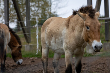 Obraz premium Herbst in Erlangen