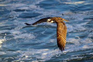 2024-01-08 A OSPREY FLYING OVER THE LA JOLLA COVE WITH A BRIGHT YELLOW EYE AND WINGS SPREAD WITH THE PACIFIC OCEAN IN THE BACKGROUND