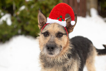 Red tan dog wearing a Christmas hat in winter