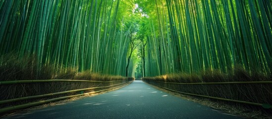 Enchanting Bamboo Forest Path in Kyoto Japan   A Tranquil Escape into Nature s Serenity Inviting Visitors to Immerse Themselves in a Captivating