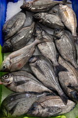 Assortment of fresh daily catch of fish on ice on fish market in Brittany, France, English translation: differens French names of fish, grey dorada
