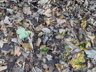 Fallen autumn leaves on a path