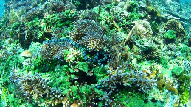 A Banded sea krait, Laticauda colubrina, searches for prey near Alor, Indonesia. This area of the Lesser Sunda Islands is part of the Coral Triangle and is known for its healthy marine life.