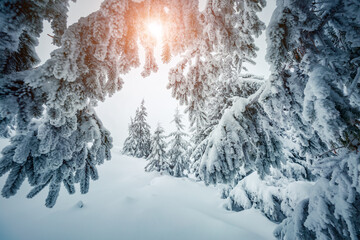 Atmospheric foggy landscape with snowy fir trees on a frosty day. Christmas holidays concept.
