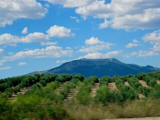 Distant Mountain Over a Vineyard