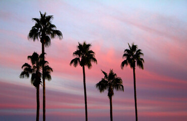 Obraz premium palm trees at sunset