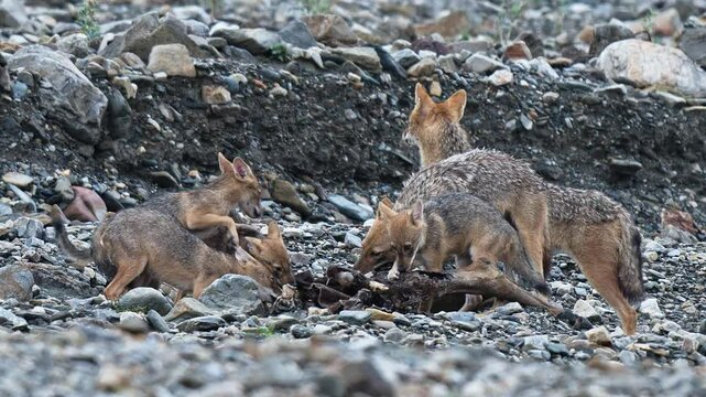 4K 120p telephoto video of a pack of alert golden jackals containing adults and pups feeding on a domestic cow carcass lying in a riverbed at Rajaji National Park, Uttarakhand, India