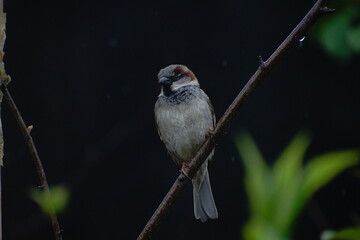 Wood Sparrow dark background