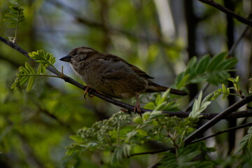 Sparrow on Branch