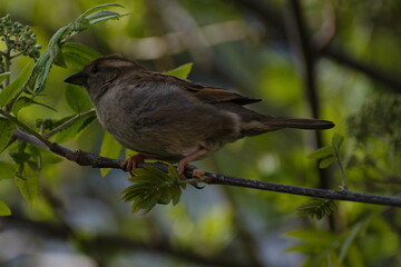 Sparrow Perch