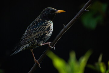 Starling on Branch Dark Background