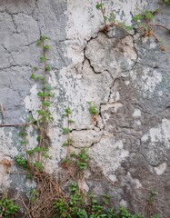 Naklejka premium a wall with a white wall texture that shows cracks and peeling paint