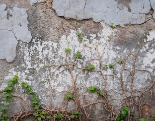 Naklejka premium a wall with a white wall texture that shows cracks and peeling paint