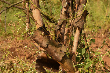 Peeling off bark from dried plant branches