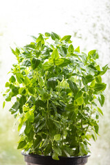 Obraz premium Fresh basil plant in pot