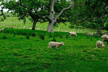 Sheep and Lambs 