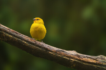 Beautiful yellow Saffron finch bird (Sicalis flaveola)