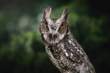 Tropical Screech Owl (Megascops choliba) - nocturnal bird of prey