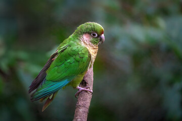 Maroon-bellied parakeet bird (Pyrrhura frontalis)