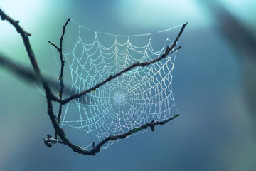 Spider Web covered in water droplets