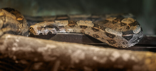 Boa Constrictor snake (Boa constrictor)