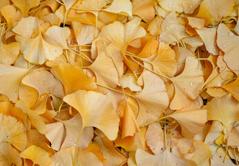 yellow ginkgo leaves as design background