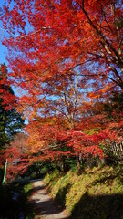 京都の紅葉