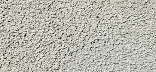 texture bark beetle white color for background