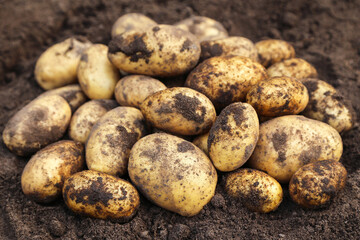 Organic potato harvest close-up macro. Freshly harvested yellow dirty potatoes on soil ground in...