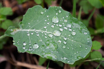 water drops on a leaf