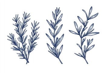 A set of four stylized rosemary plants, each with unique leaf detailing. These illustrations can be used for culinary and medicinal references or as decorative elements.