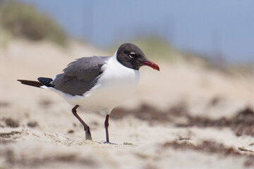 Seagull standing on beach in front of sand dunes