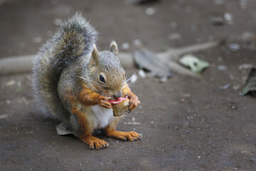 餌を食べるリス
