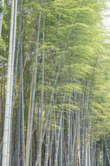 Bamboo thickets in the Japanese countryside