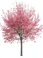 Pink cherry blossom tree against snowy background.
