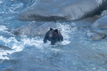 Fototapeta premium 河口で必死で鮭を捕まえるヒグマ