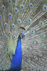 Fototapeta premium Wonderful and beautiful Peacock or Pavo cristatus displaying its colorful tail feathers. The green peafowl (Pavo muticus) or Indonesian peafowl or Java Green Peacock (Pavo muticus) potrait.
