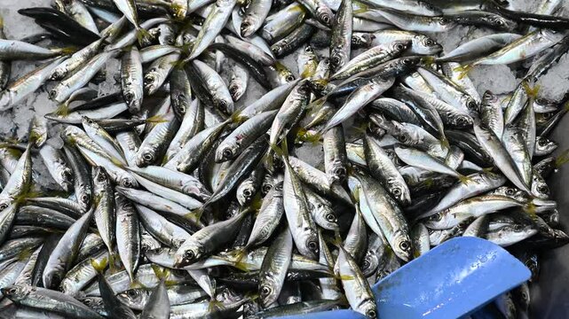 Sardines for sale at the fish market. Fresh fish.