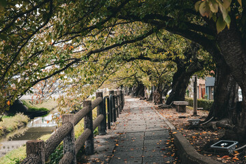 Autumn riverside paths surrounded by trees.