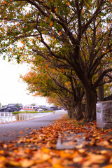 Autumn riverside paths surrounded by trees.