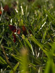 ants on a grass