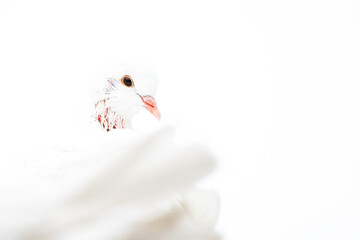 There is life in white, White pigeons in High Key