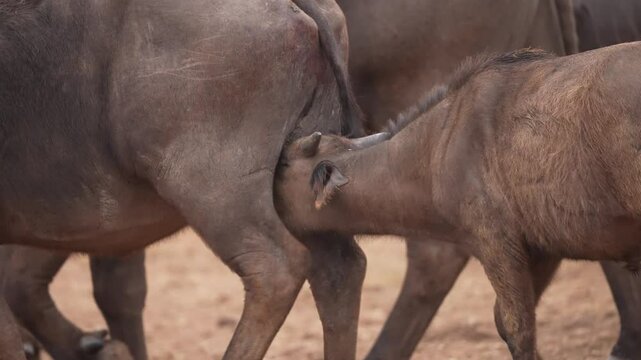 Cape Buffalo or African buffalo (Syncerus caffer) is a large sub-Saharan African bovine. this calf is following it's mother and nursing, can see milk on it's mouth. Also note some blood and scratches